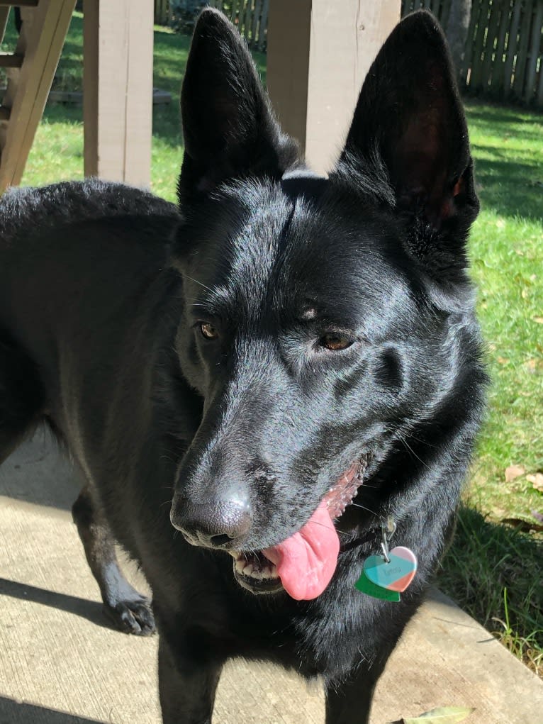 Ramona, a German Shepherd Dog tested with EmbarkVet.com