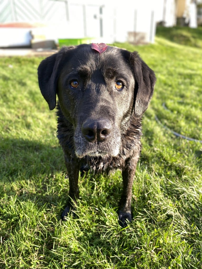 Ula, a Labrador Retriever and Saint Bernard mix tested with EmbarkVet.com