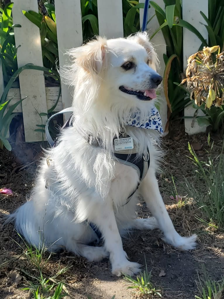 Serafin, a Chihuahua and Maltese mix tested with EmbarkVet.com