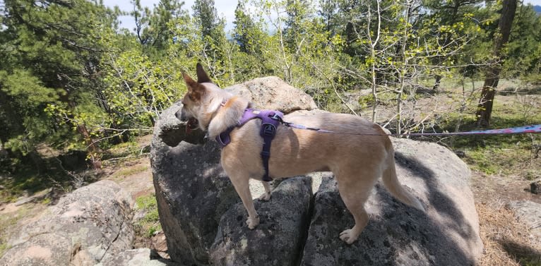 Mimzy, an Australian Cattle Dog and Chow Chow mix tested with EmbarkVet.com