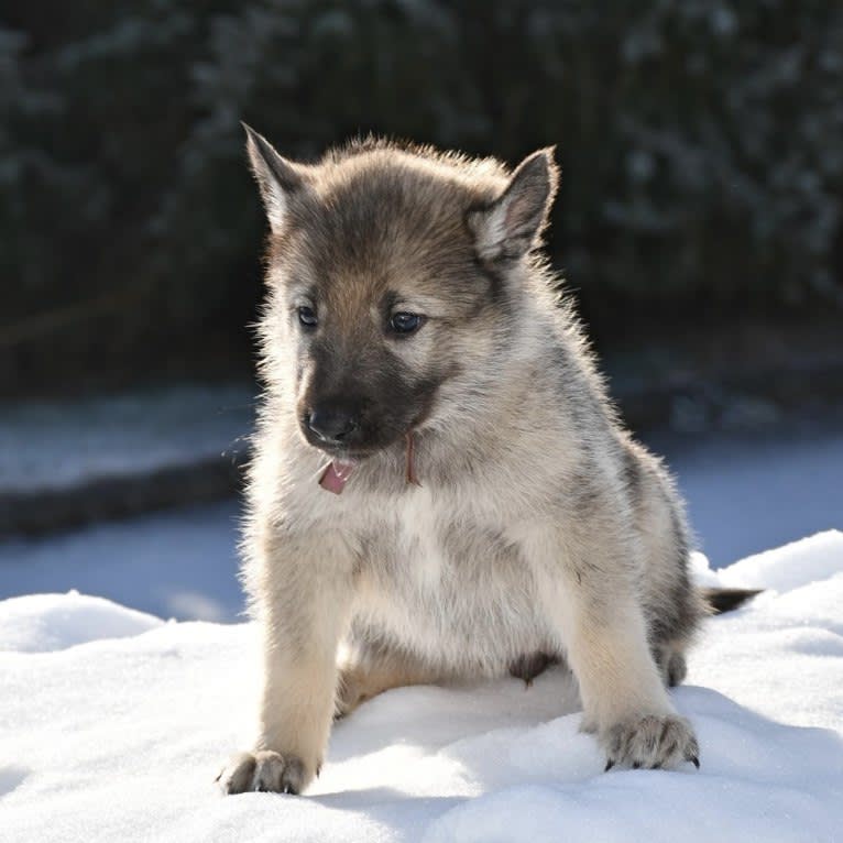 Marlo, a Siberian Husky and Belgian Sheepdog mix tested with EmbarkVet.com