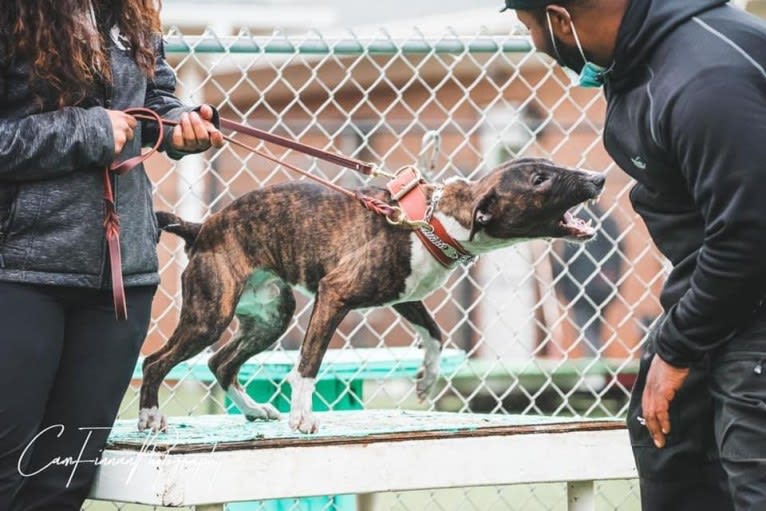 Dippy, a Bull Terrier tested with EmbarkVet.com