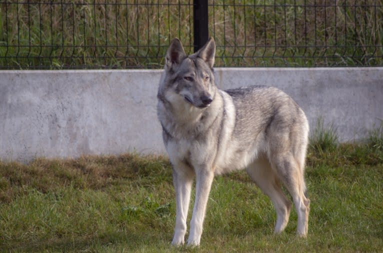 Nyméria de Vent Gris a dog tested with EmbarkVet.com