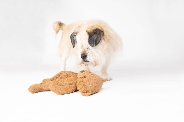Winston, a Pugapoo tested with EmbarkVet.com