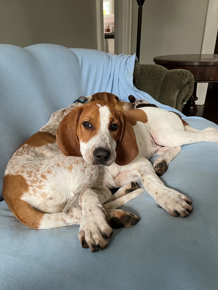 Banner, an American English Coonhound tested with EmbarkVet.com