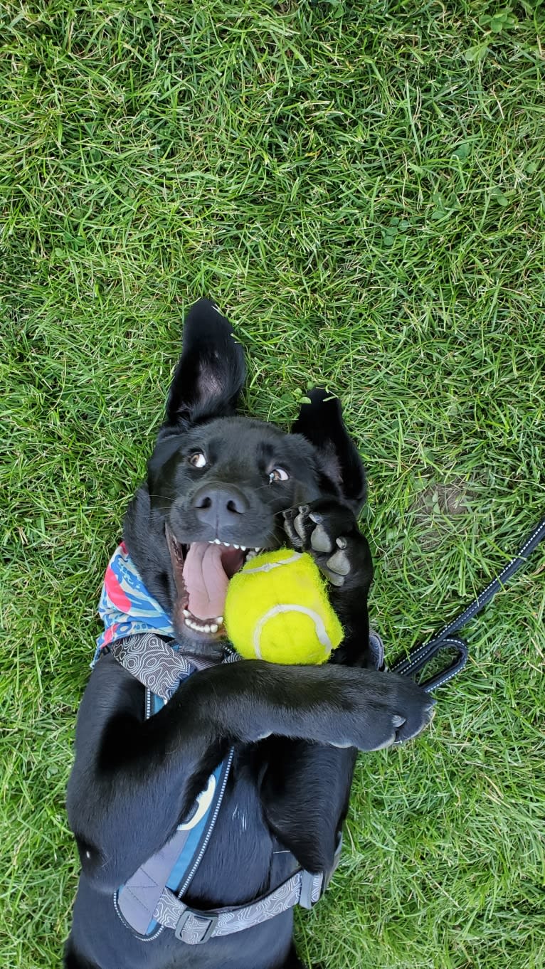 Chowder, a Siberian Husky and Labrador Retriever mix tested with EmbarkVet.com