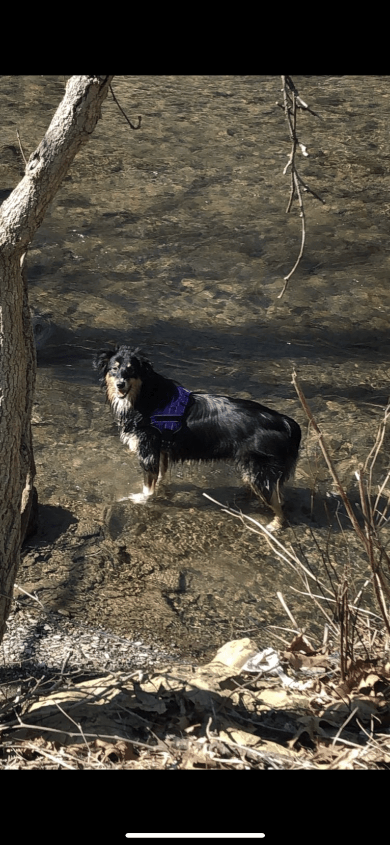 Zoey, an Australian Shepherd and Australian Cattle Dog mix tested with EmbarkVet.com