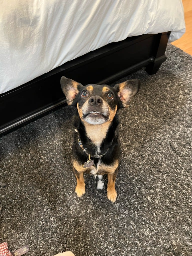 Cody, a Rat Terrier and Cocker Spaniel mix tested with EmbarkVet.com