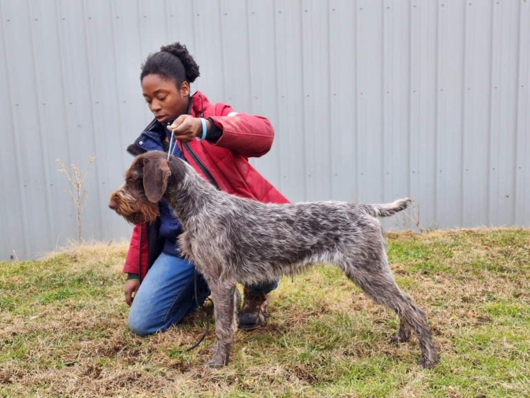 Olive, a German Wirehaired Pointer tested with EmbarkVet.com