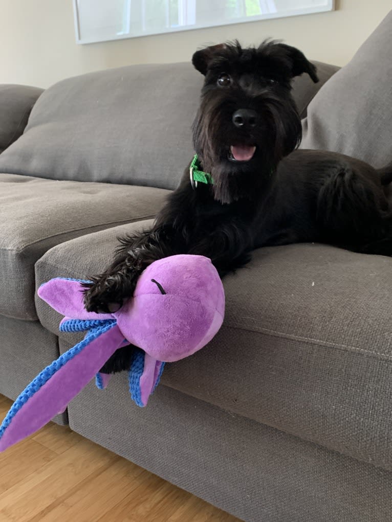 Cricket, a Standard Schnauzer tested with EmbarkVet.com