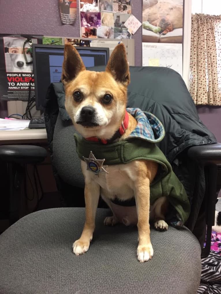 Frankie, a Chihuahua and Miniature Pinscher mix tested with EmbarkVet.com