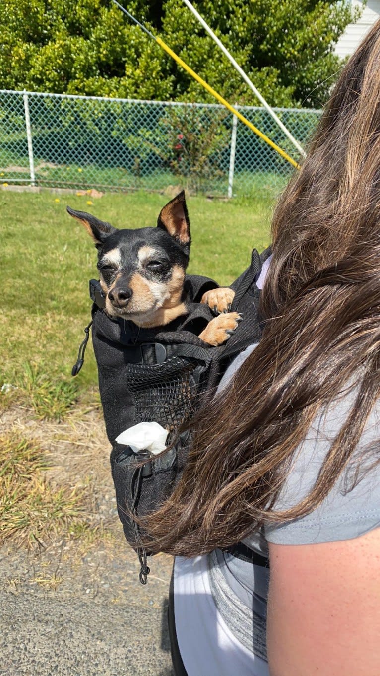 Kaidyn, a Miniature Pinscher tested with EmbarkVet.com