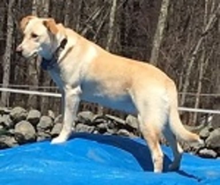 Missy, a Labrador Retriever and American Pit Bull Terrier mix tested with EmbarkVet.com