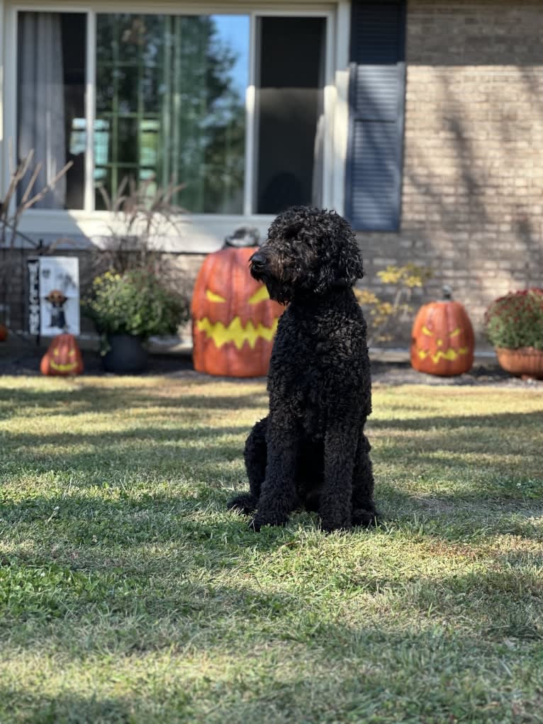 Louie, a Goldendoodle tested with EmbarkVet.com