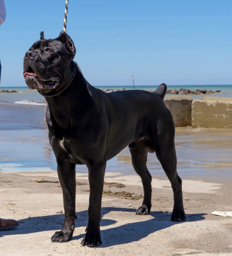 Diesel, a Cane Corso tested with EmbarkVet.com
