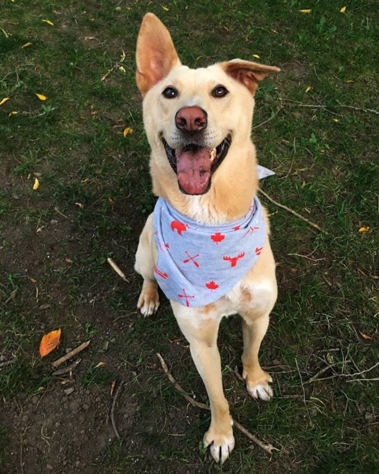 Moonsae, a Japanese or Korean Village Dog tested with EmbarkVet.com