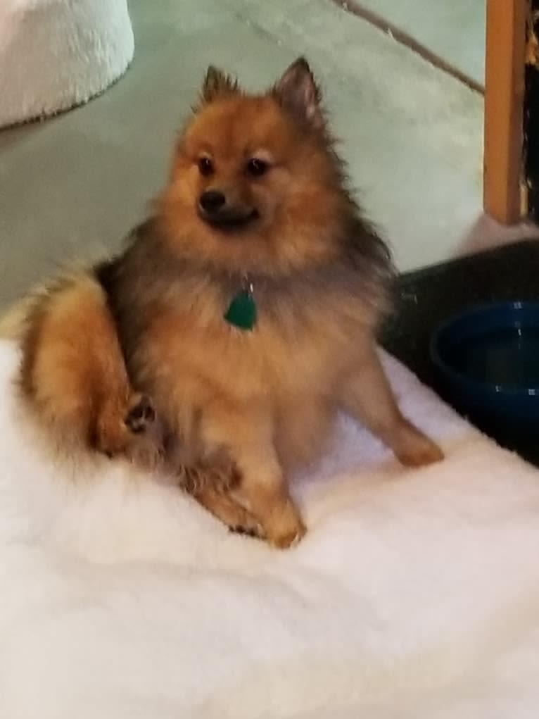 Gracy, a Pomeranian tested with EmbarkVet.com