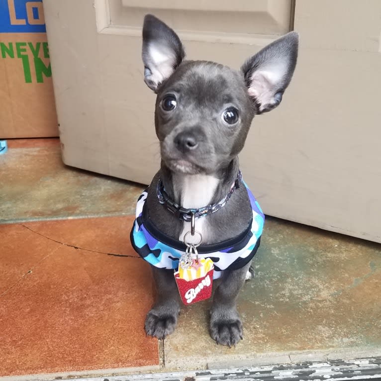 Barry, a Chihuahua and Poodle (Small) mix tested with EmbarkVet.com