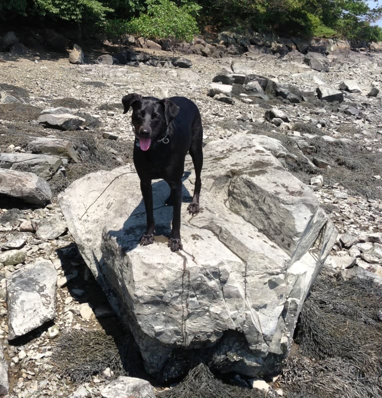 Jedi, an Australian Cattle Dog and Weimaraner mix tested with EmbarkVet.com