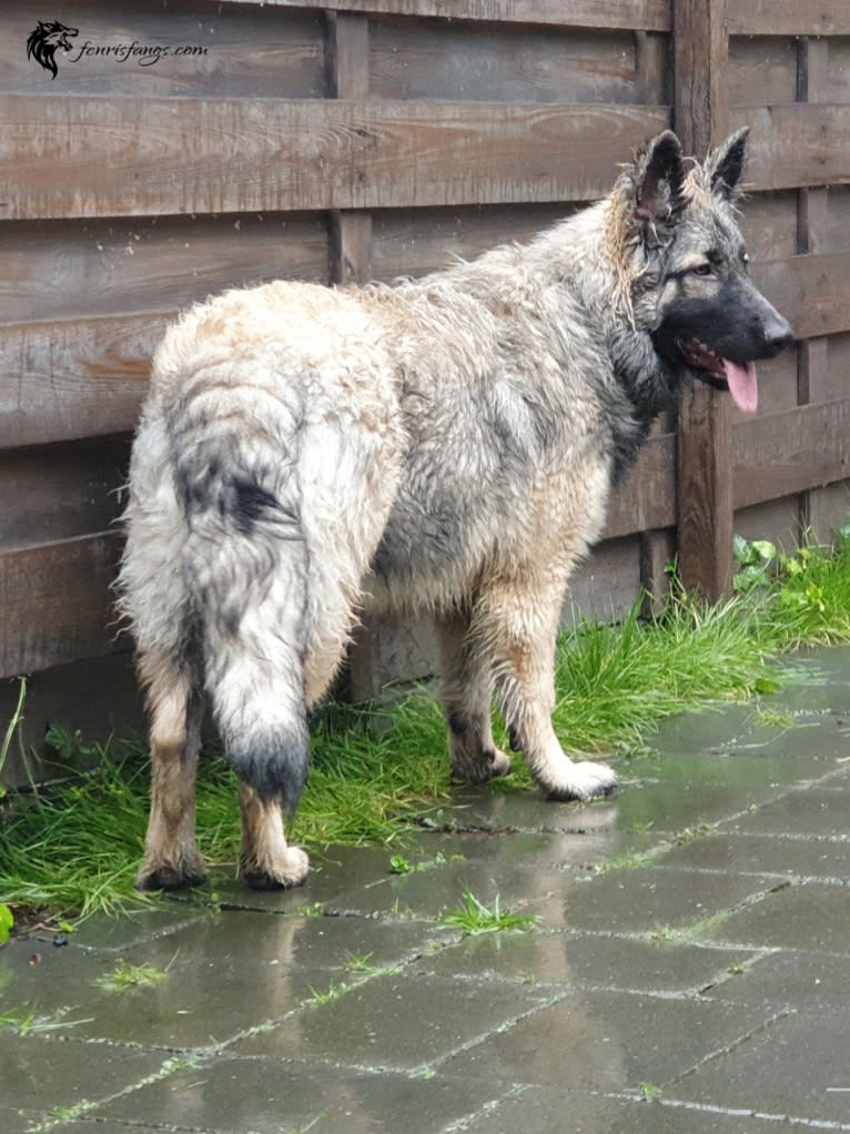 GEMMA, a German Shepherd Dog tested with EmbarkVet.com