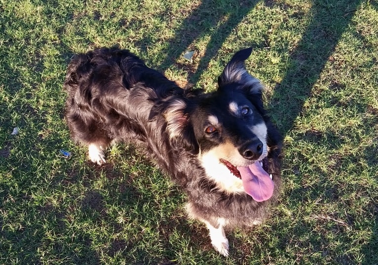 Maple, an English Shepherd tested with EmbarkVet.com