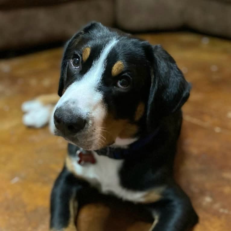 Tiberius, a Greater Swiss Mountain Dog tested with EmbarkVet.com