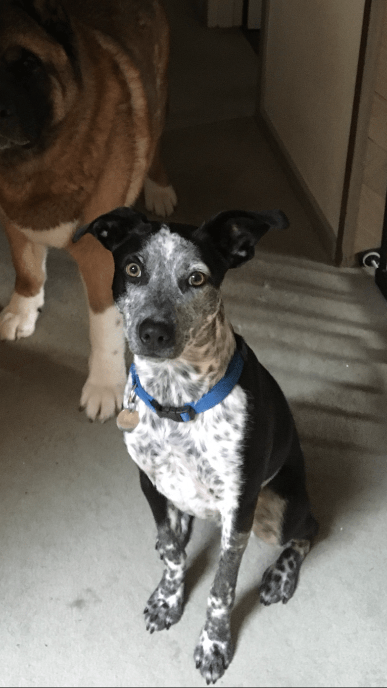 Jasper, an Australian Cattle Dog and Chihuahua mix tested with EmbarkVet.com