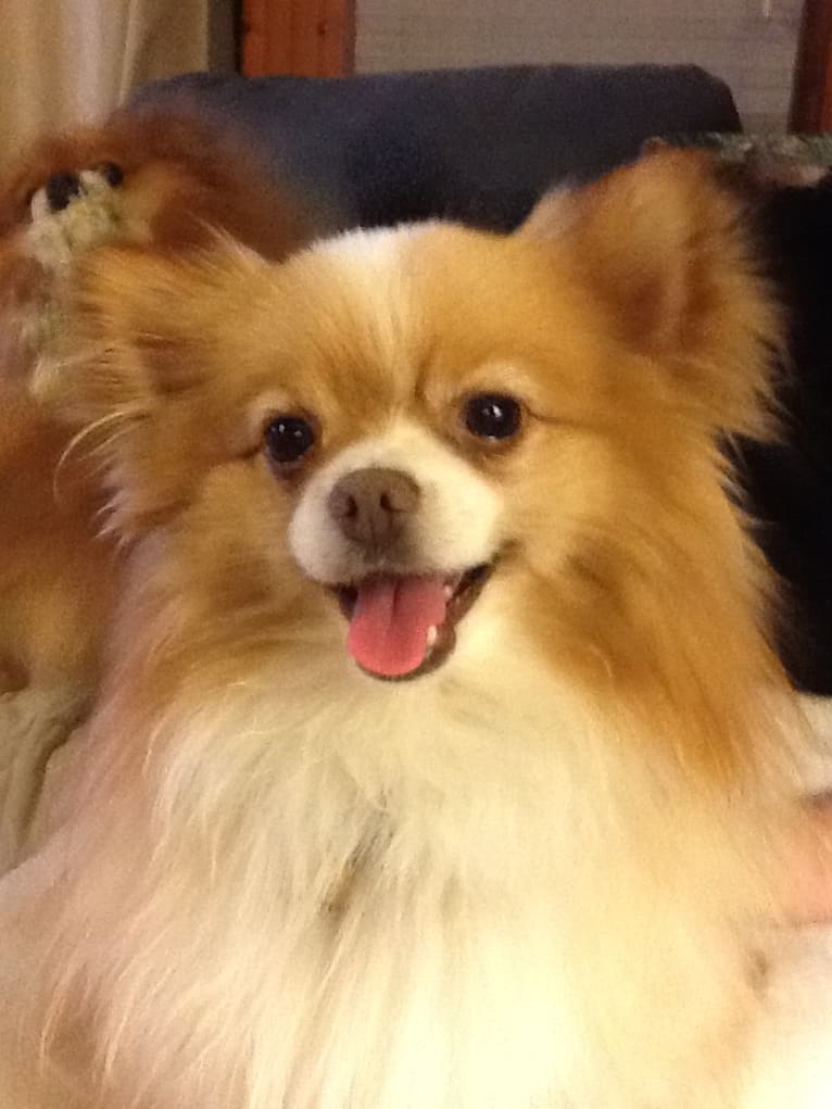 Peanut, a Pomeranian and Japanese Chin mix tested with EmbarkVet.com