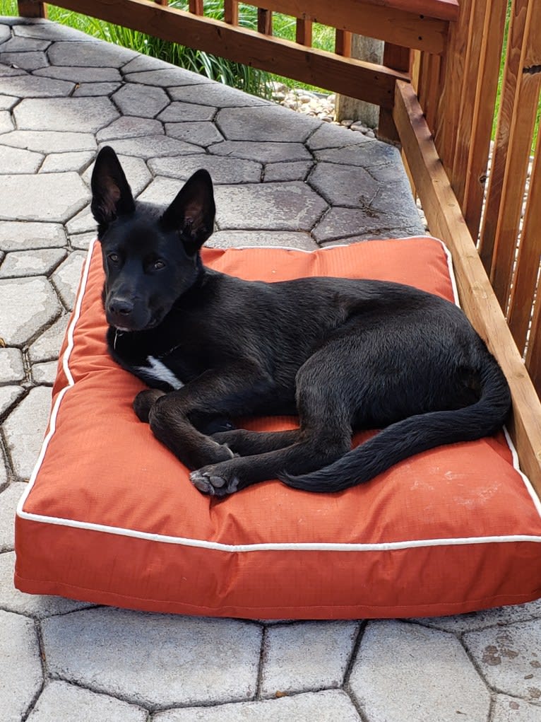 Echo, a Rottweiler and Siberian Husky mix tested with EmbarkVet.com