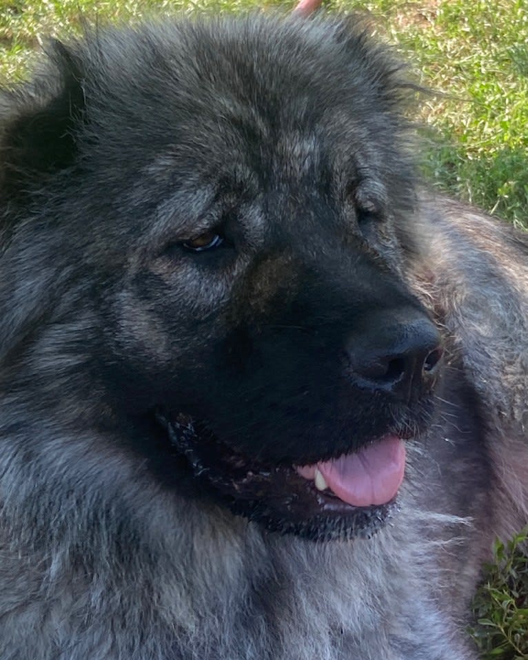 Meeka, a Caucasian Ovcharka tested with EmbarkVet.com