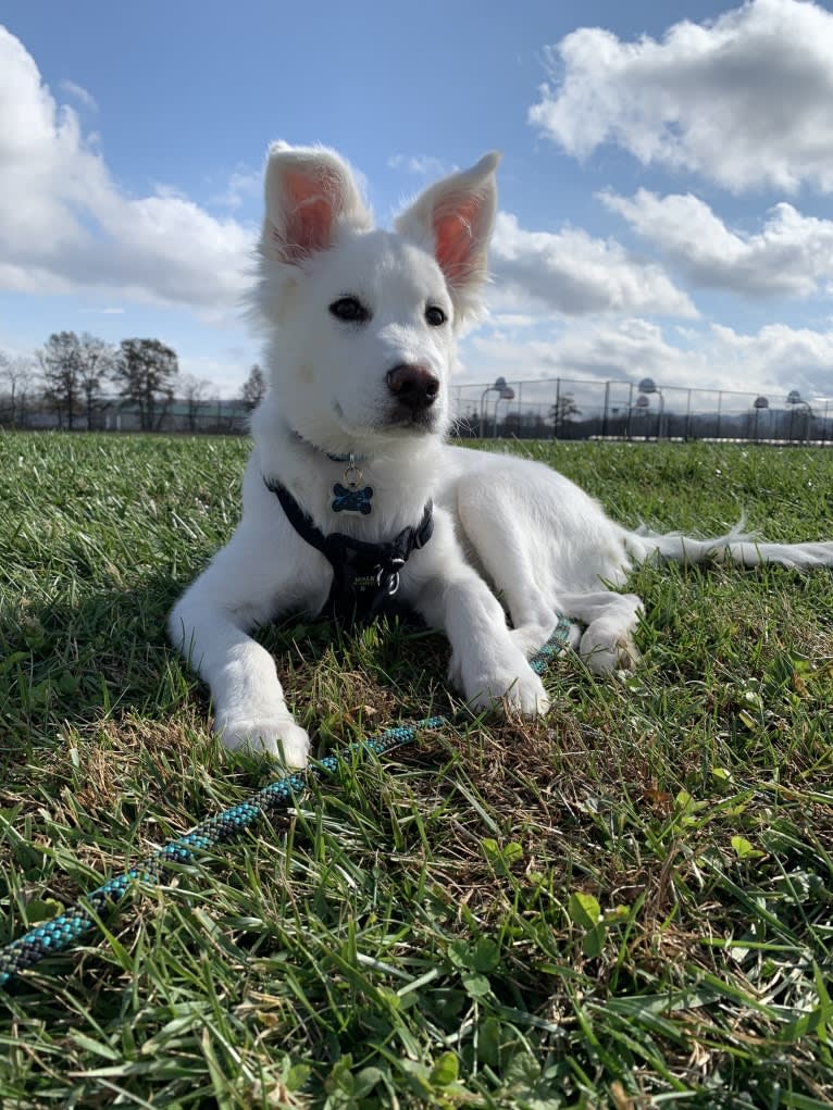 Bao, a Siberian Husky and Poodle (Small) mix tested with EmbarkVet.com