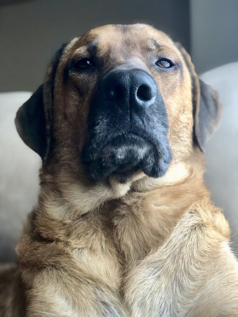 Sansa, a Labrador Retriever and German Shepherd Dog mix tested with EmbarkVet.com