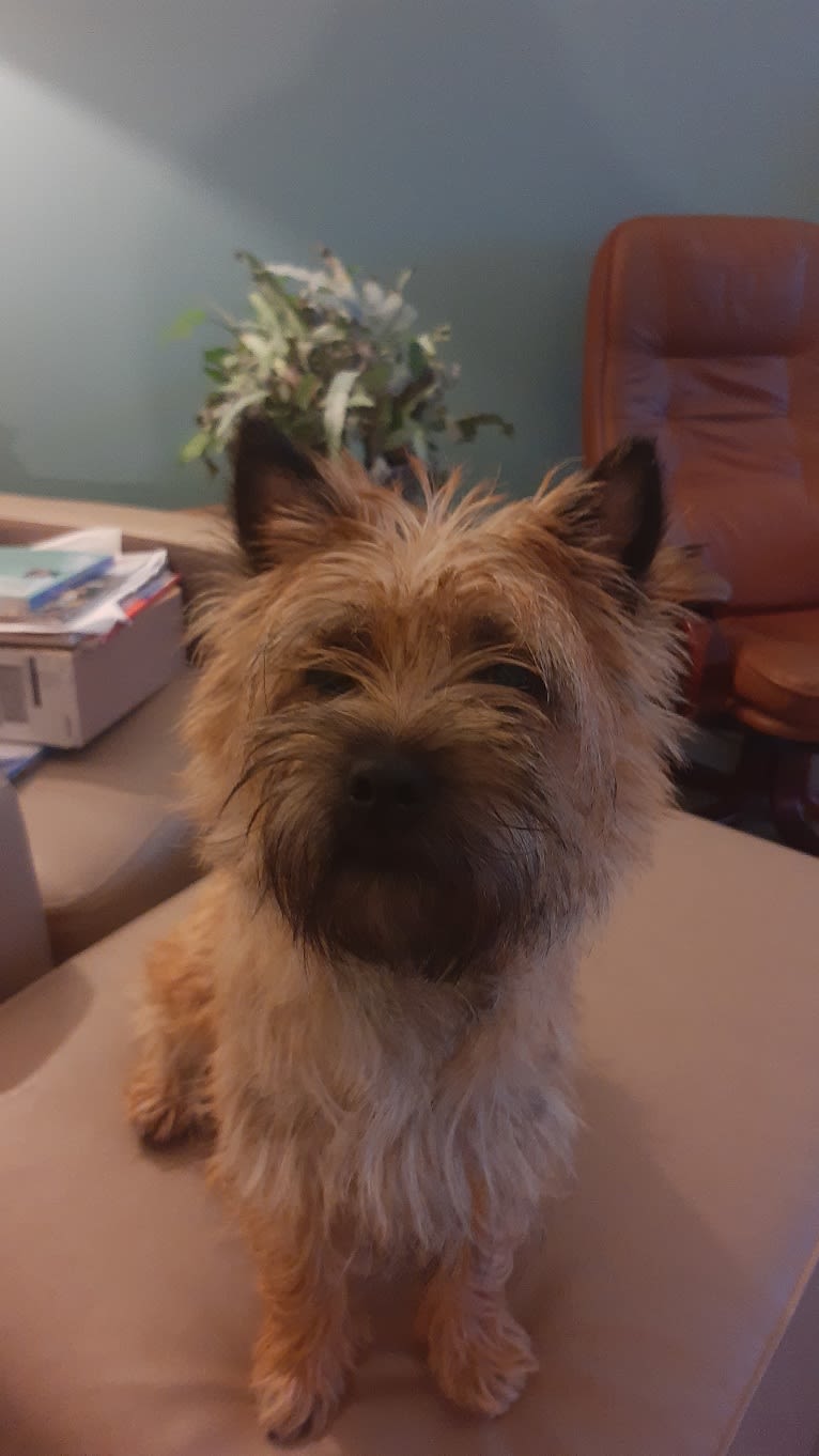 Abby, a Cairn Terrier tested with EmbarkVet.com