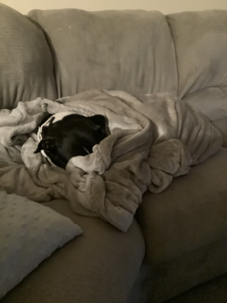 Roger, an American Bully and Rat Terrier mix tested with EmbarkVet.com