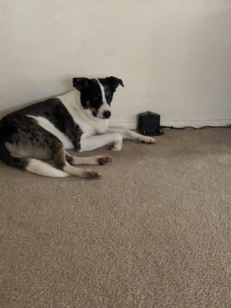 Luther, a Border Collie and Catahoula Leopard Dog mix tested with EmbarkVet.com