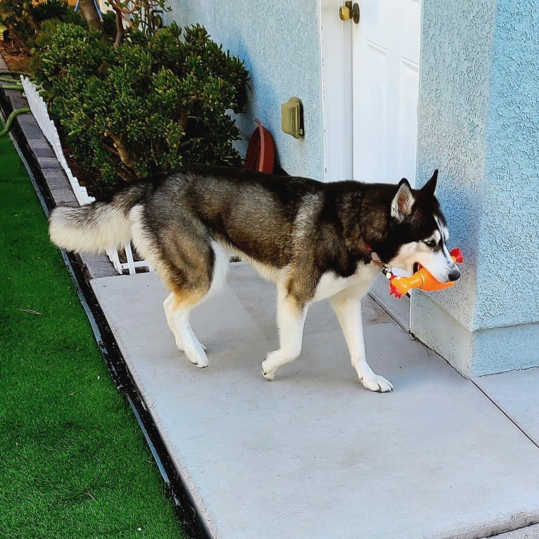 Teyla, a Siberian Husky tested with EmbarkVet.com