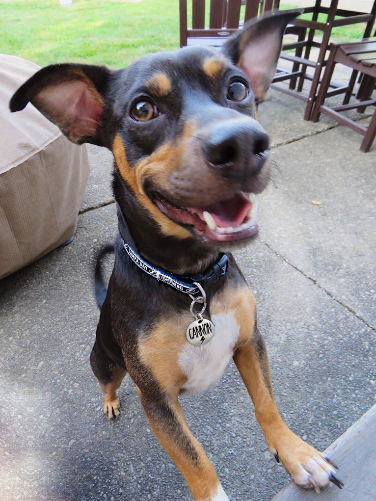 Cannon, a Chihuahua and American Pit Bull Terrier mix tested with EmbarkVet.com