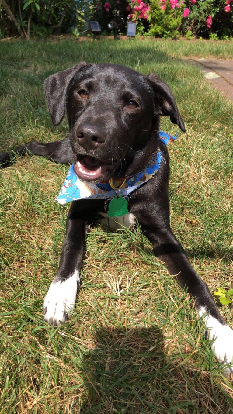 Luna, a Rat Terrier and Chihuahua mix tested with EmbarkVet.com