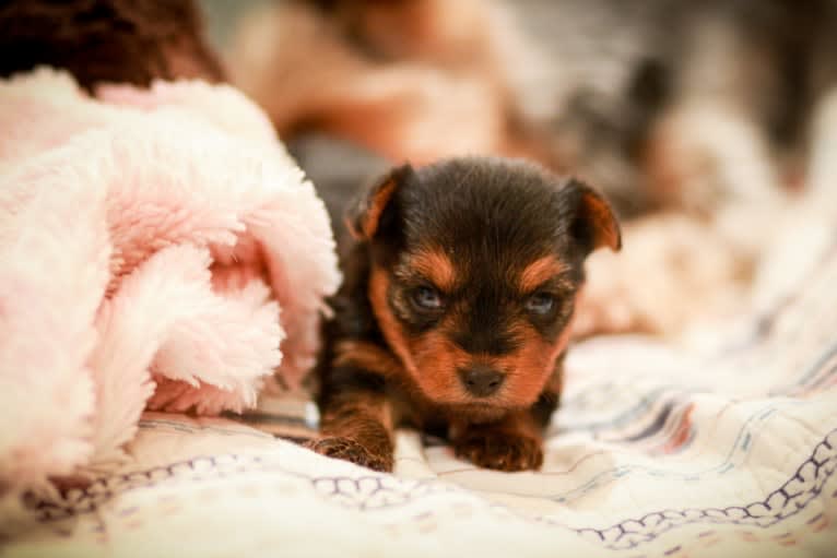 Rosie, a Yorkshire Terrier tested with EmbarkVet.com