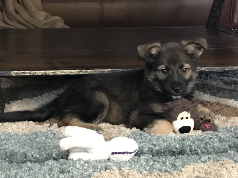 Echo, a German Shepherd Dog and Siberian Husky mix tested with EmbarkVet.com