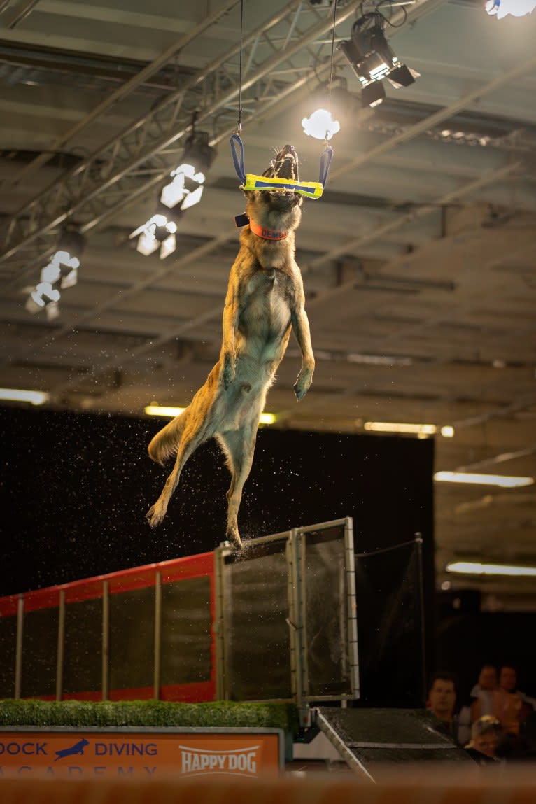 Xanu, a Dutch Shepherd and Belgian Malinois mix tested with EmbarkVet.com