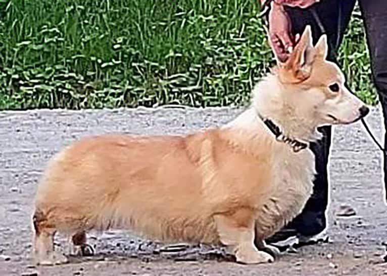 Cake, a Pembroke Welsh Corgi tested with EmbarkVet.com