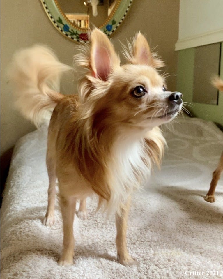 L'il Critter, a Chihuahua tested with EmbarkVet.com