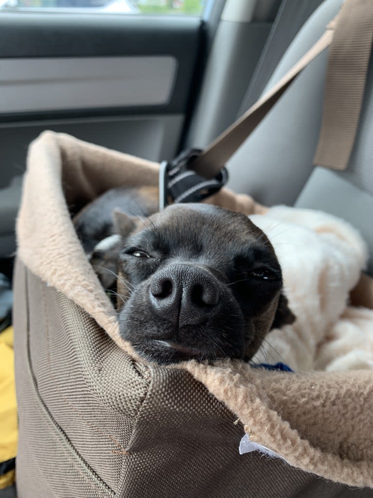 Doobie, a Chihuahua and Dachshund mix tested with EmbarkVet.com