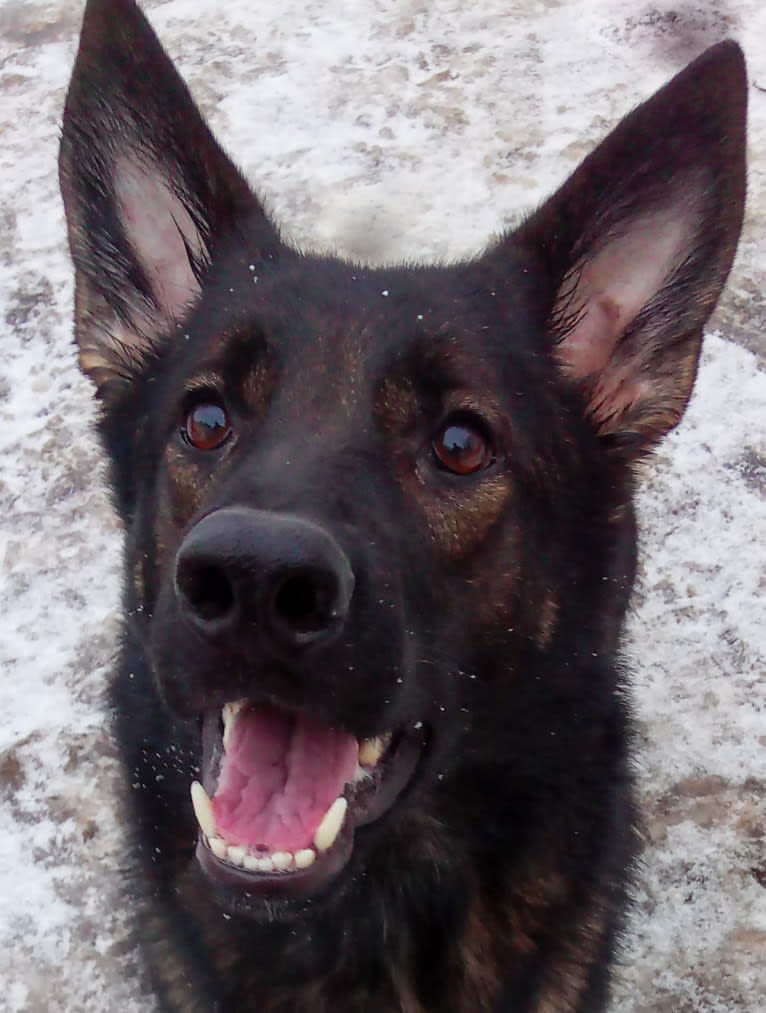 Daisy, a German Shepherd Dog tested with EmbarkVet.com