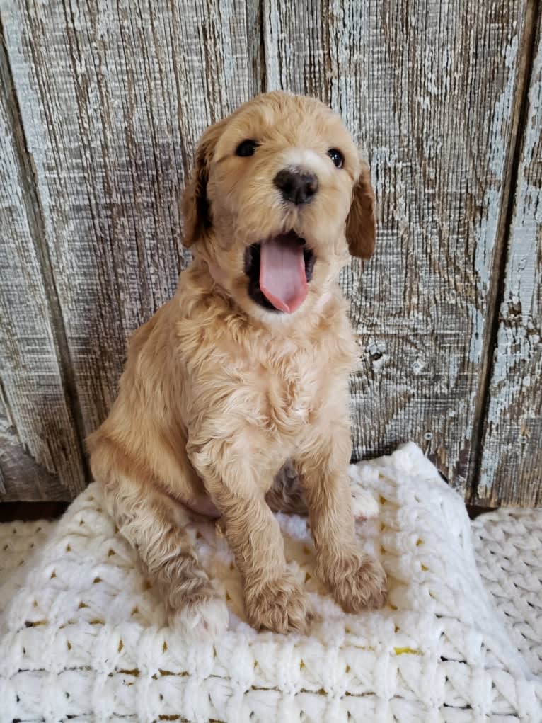 Snow (Mabel), a Goldendoodle tested with EmbarkVet.com