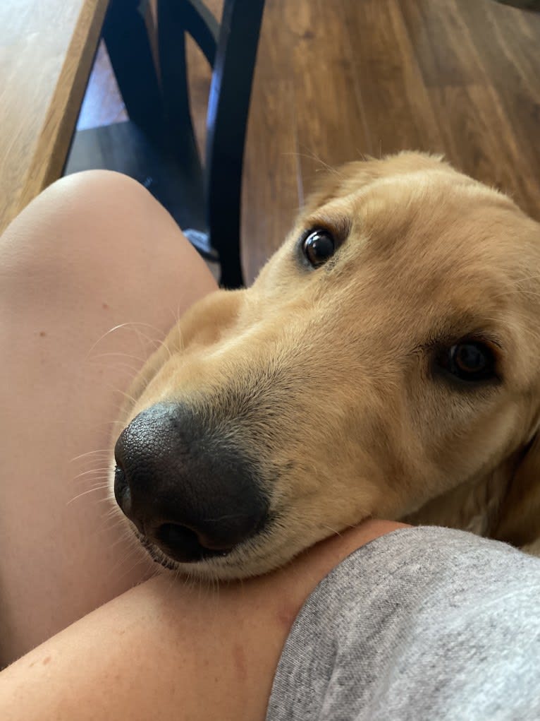 Echo, a Golden Retriever and Labrador Retriever mix tested with EmbarkVet.com