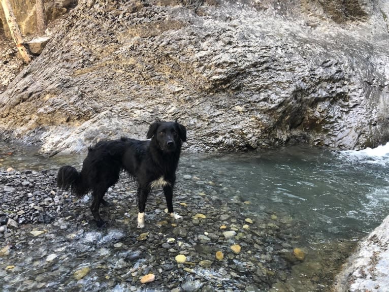 Aloe Vera, a Rottweiler and Border Collie mix tested with EmbarkVet.com