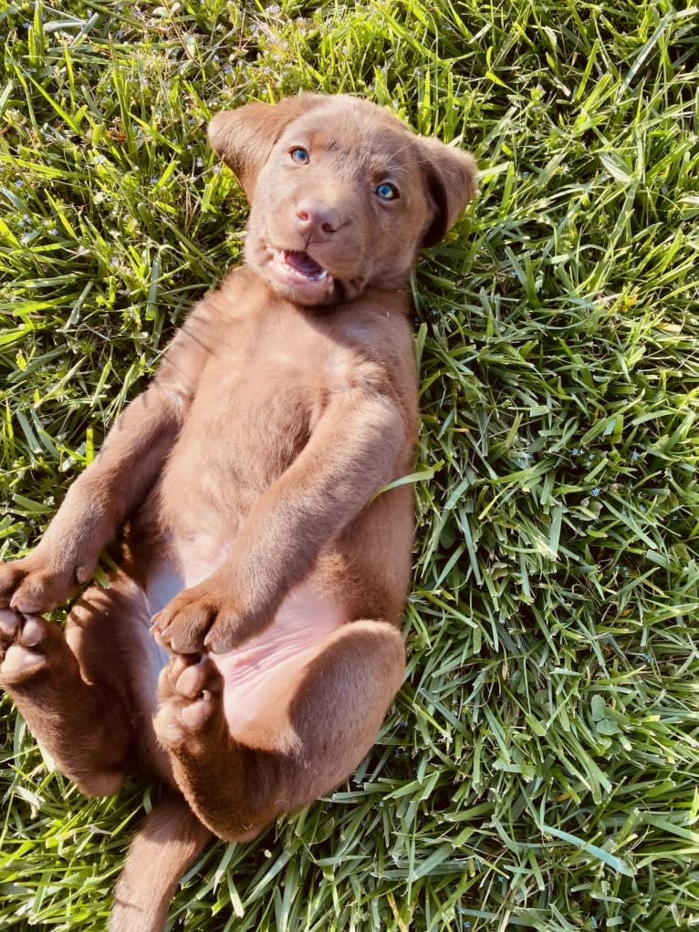 Sofia, a Labrador Retriever tested with EmbarkVet.com