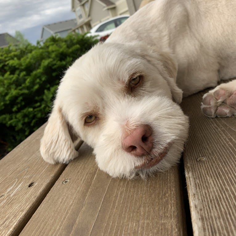 Jaydee, a Shih Tzu and Australian Shepherd mix tested with EmbarkVet.com